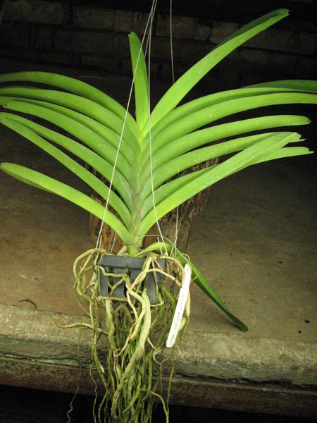 Vanda Robert Delight 'Blue Black'.jpg