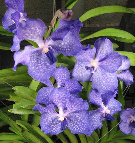 Vanda Sansai Blue.jpg