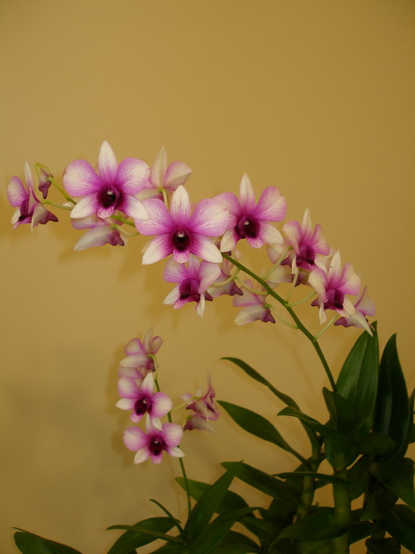Dendrobium phal. 'Polar Fire'.jpg