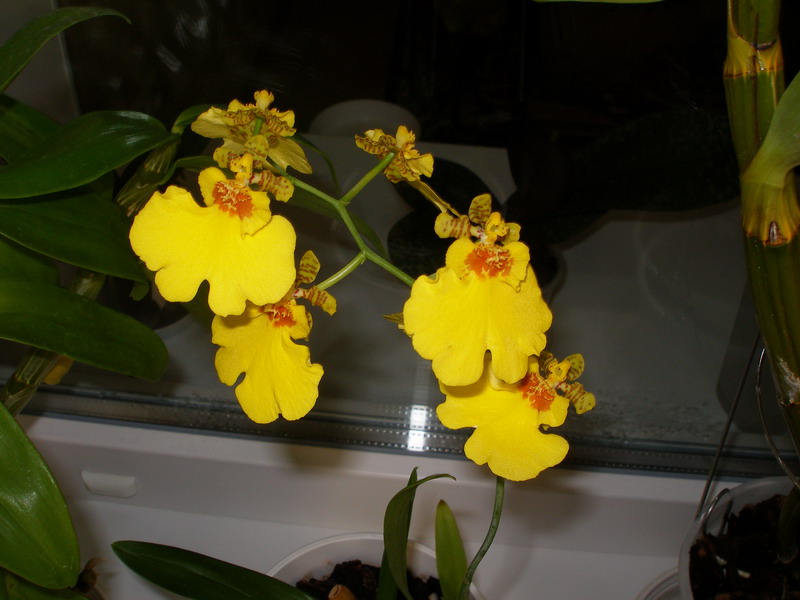 Oncidium Sweet Sugar.jpg