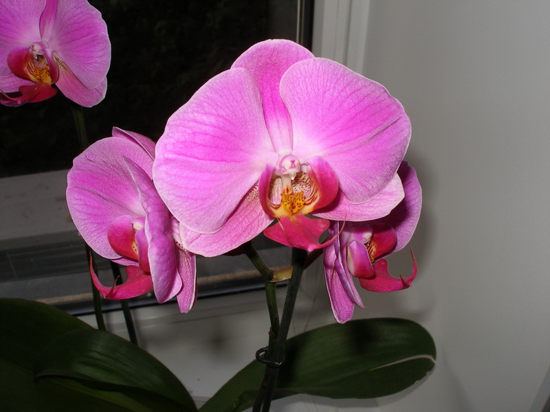 Phalaenopsis Racraft 290212.jpg