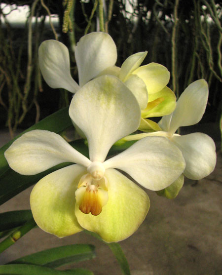Vanda Rasri Gold x Vanda tessellata.jpg