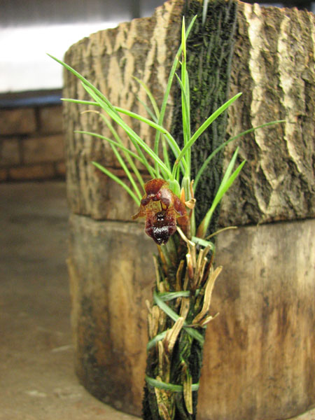 Maxillaria cogniauxiana.jpg