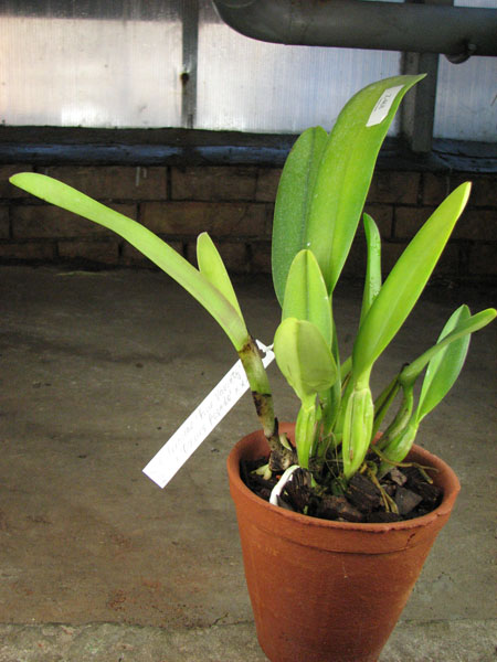 Cattleya trianae 'Fine Variety' x Cattleya trianae 'Oscura Posada' XXX.jpg