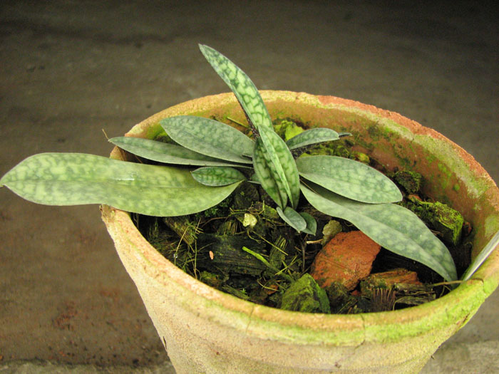 Paphiopedilum delenatii 'Giant' x sib 'Black Foligue'.jpg
