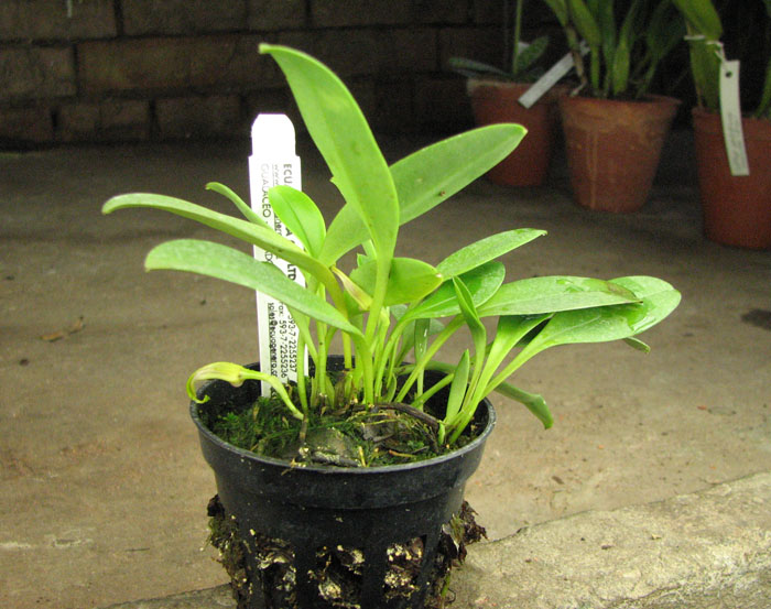 Masdevallia glandulosa.jpg