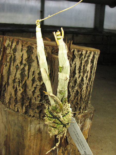 Dendrobium Phalaenopsis mini 'Variegated leaf'.jpg