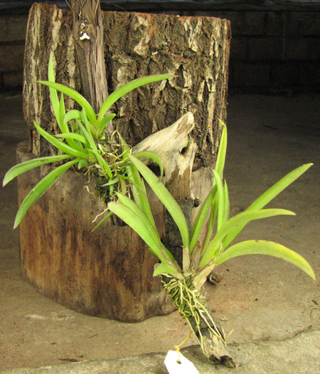 Oncidium (Tolumnea) Mix.jpg