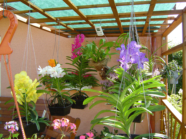 Pergola.gif