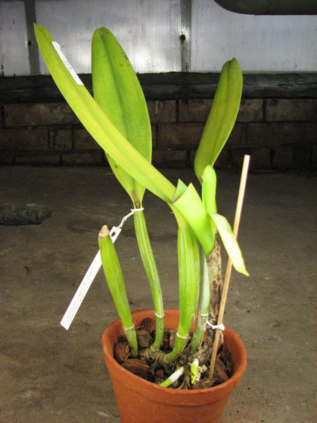 Cattleya labiata tipo 'Eduardo'.jpg