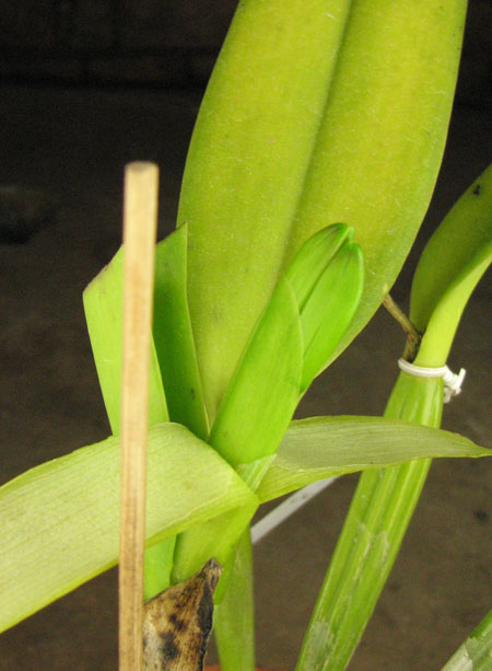 Cattleya labiata tipo 'Eduardo'.jpg