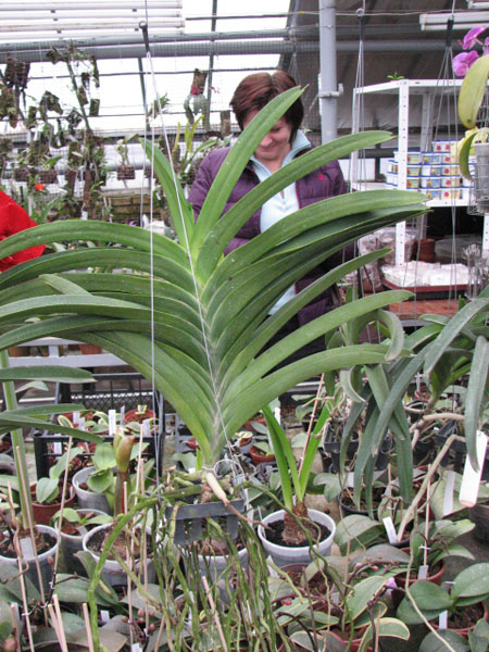 Без цветоноса