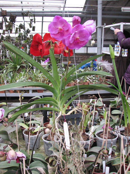 Vanda Kultana Fantasy.jpg