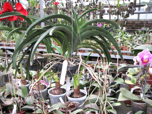 без цветоноса