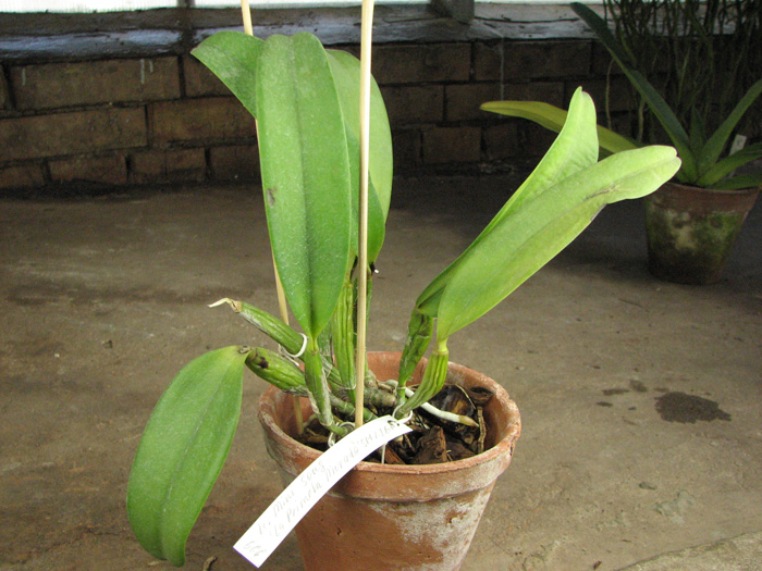 Laeliocattleya Mini Song 'La Primera Morada'.jpg