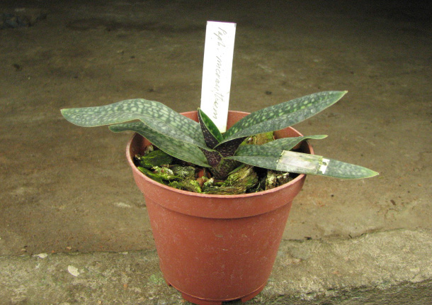 Paphiopedilum micranthum.jpg