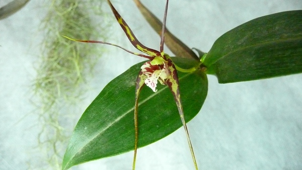 dendrobium tetragonum 1.JPG