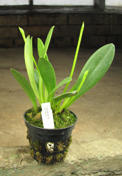 С цветоносами