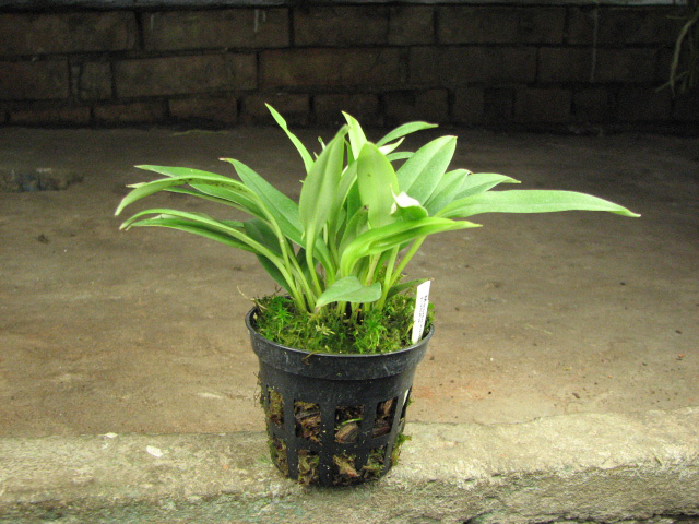Masdevallia patula.jpg