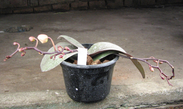 Phalaenopsis Rothschildiana.jpg