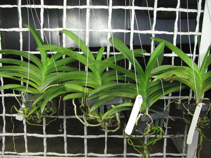 Vanda Pak Chong Blue.jpg