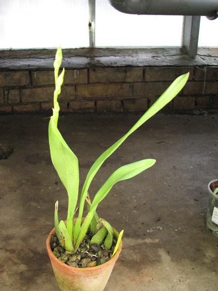 Odontoglossum Cynthia Hill.jpg