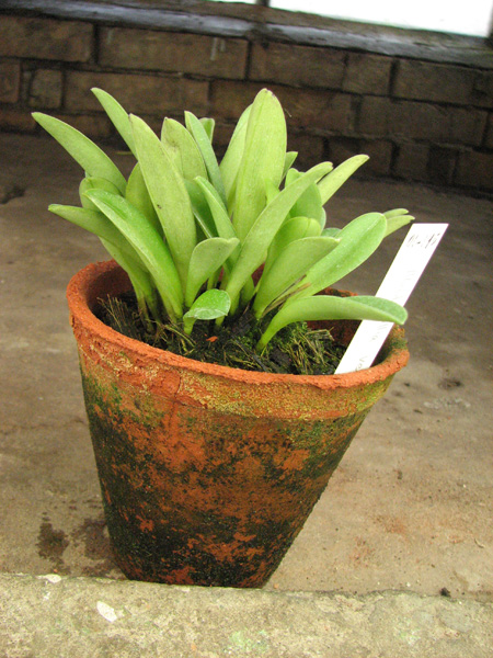 Masdevallia venusta.jpg