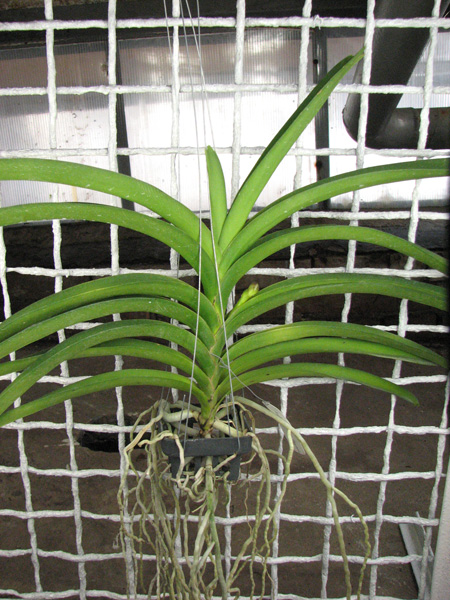 С двумя цветоносами