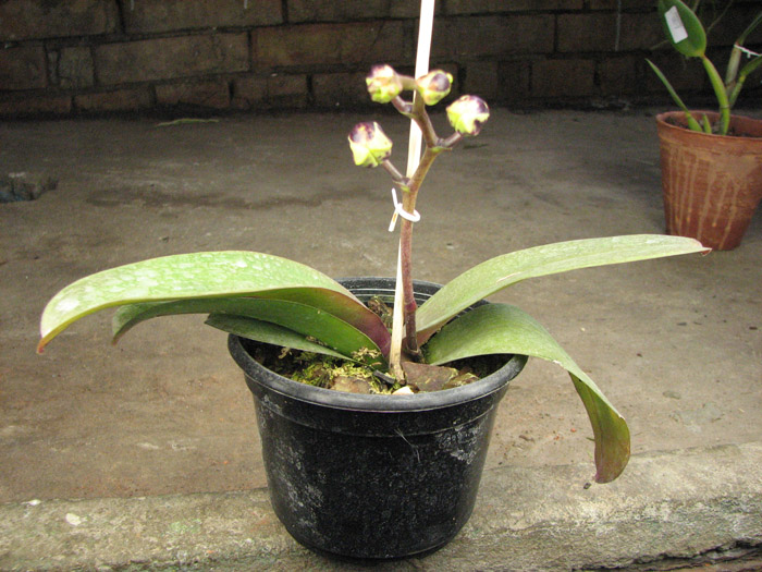 Phalaenopsis Dou-dii Prince x Phalaenopsis Haur Jin Princess.jpg