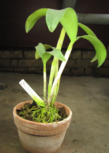 Laeliocattleya Star Garden.jpg
