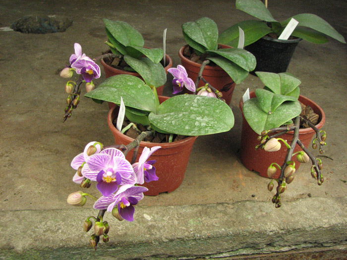 Doritaenopsis Sogo Vivien.jpg