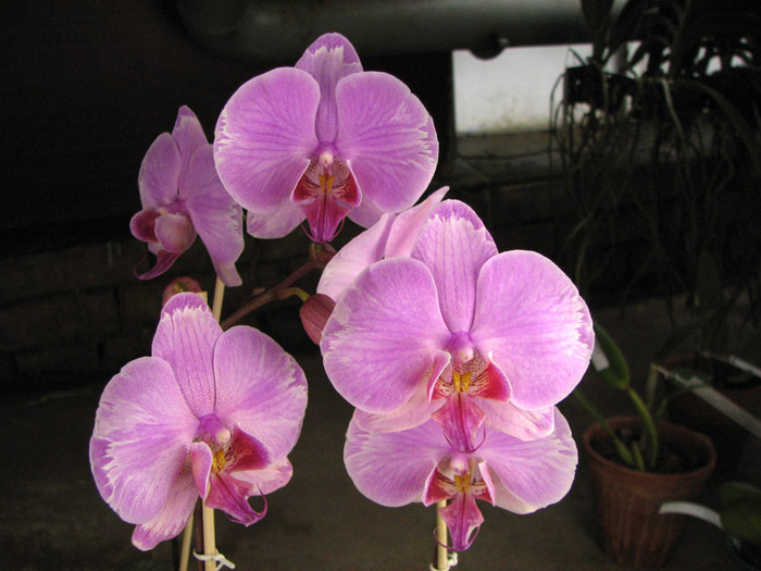 Phalaenopsis hybrid splash.jpg