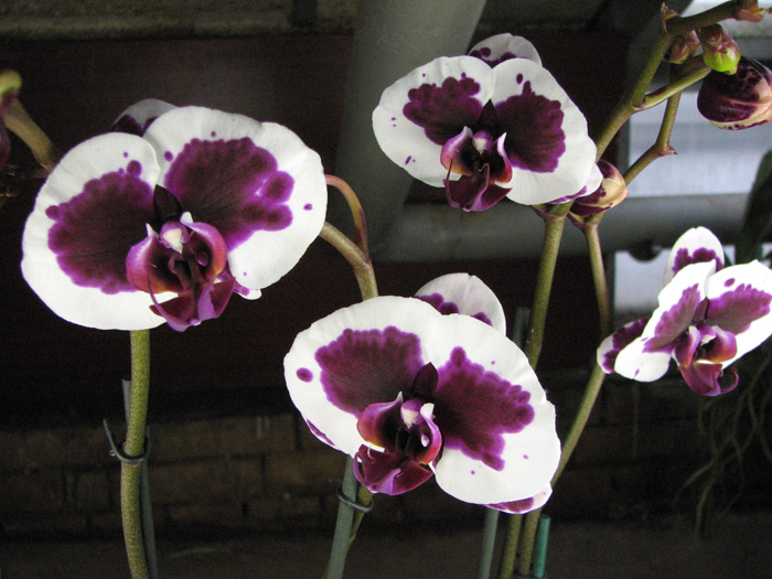 Phalaenopsis Elegant Selection.jpg