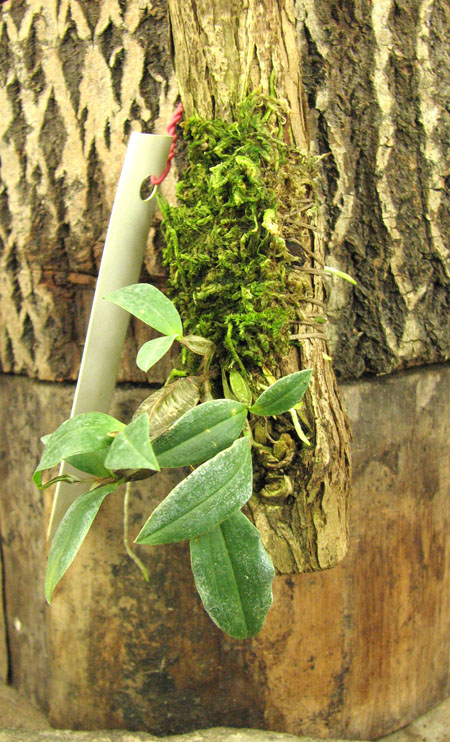 Dendrobium tetragonum var tetragonum.jpg