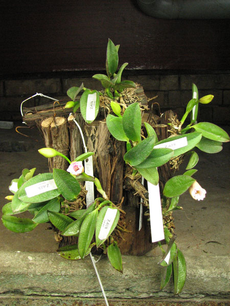 Laelia alaori escura II x Laelia alaori escura I.jpg