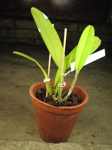 Cattleya mossiae alba 'Irene' x Cattleya mossiae alba 'Orosco'.jpg