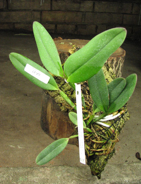 Cattleya schilleriana 'Sem ID'.jpg