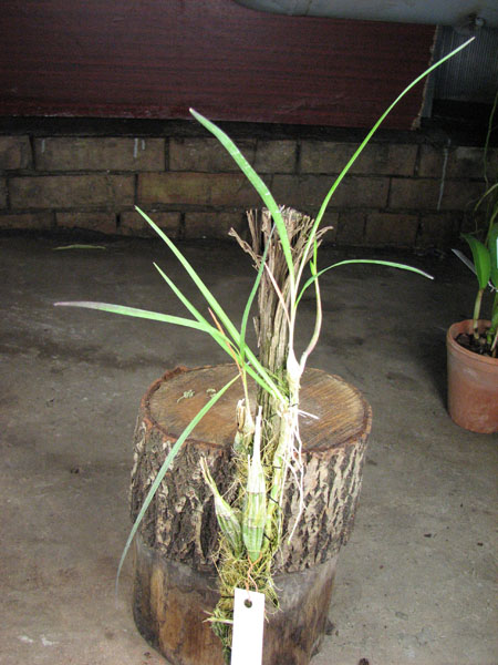 Pseudolaelia dutrae.jpg