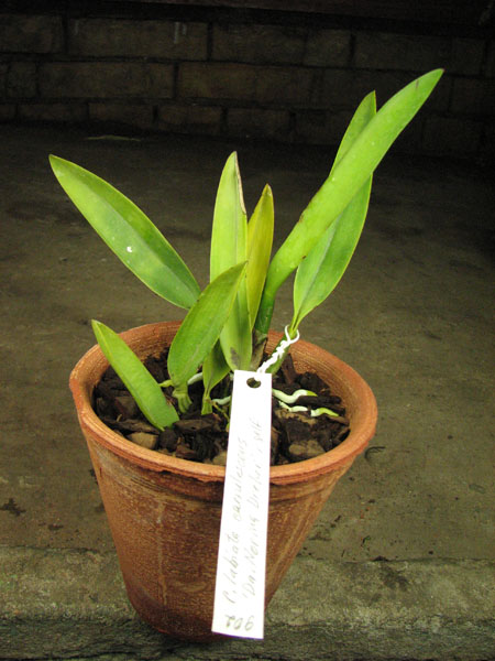 Cattleya labiata coerulescens 'Da Norma Dreher' x self.jpg