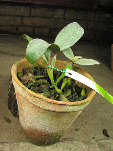 Cattleya schilleriana 'Água Surda' x Cattleya schilleriana 'Olinda'.jpg