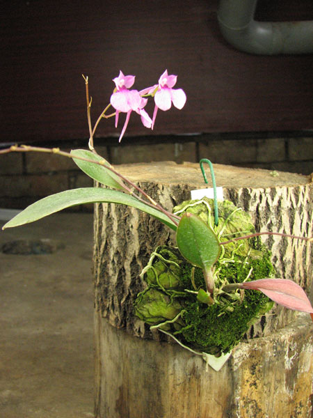 Comparettia falcata.jpg