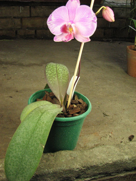 Phalaenopsis hybrid splash.jpg