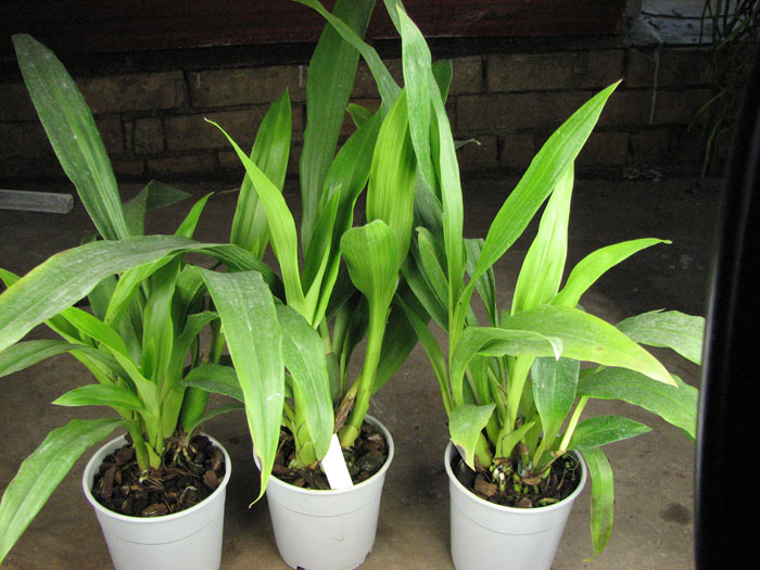 Zygopetalum hybrid 'Green'.jpg