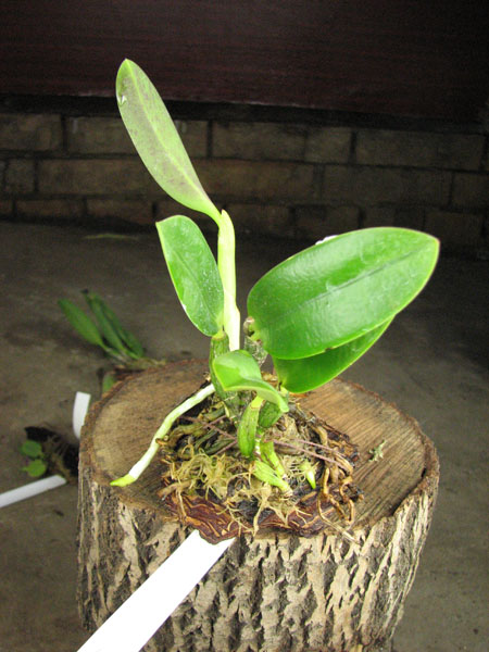 Laelia pumila amoena 'AWZ' х Laelia pumila alba 'HI'.jpg