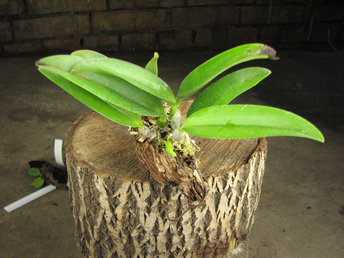Laelia dayana coerulea 'Chojamaru' x SELF.jpg