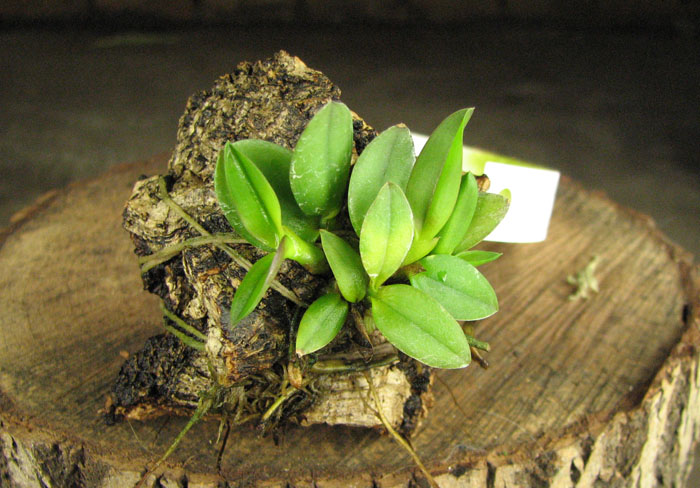 Sophronitis coccinea.jpg