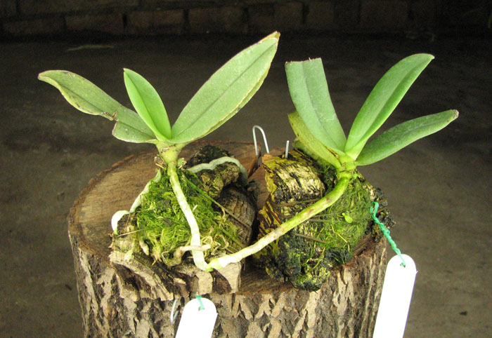 Amesiella philippinensis.jpg