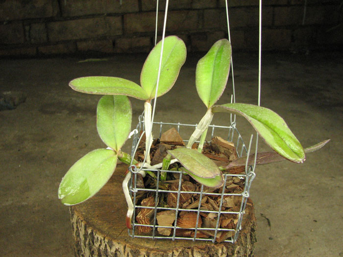 Cattleya schilleriana 'Cleber Munhol' x Cattleya schilleriana 'Pedra do Vento'.jpg