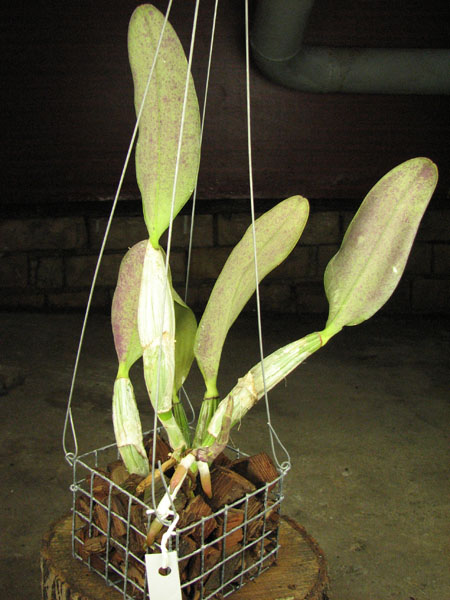 Cattleya walkeriana.jpg
