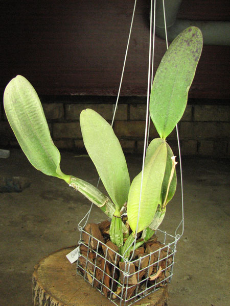 Cattleya walkeriana.jpg